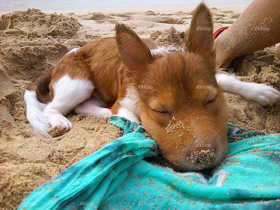 Tuckered out at the end of a beach day