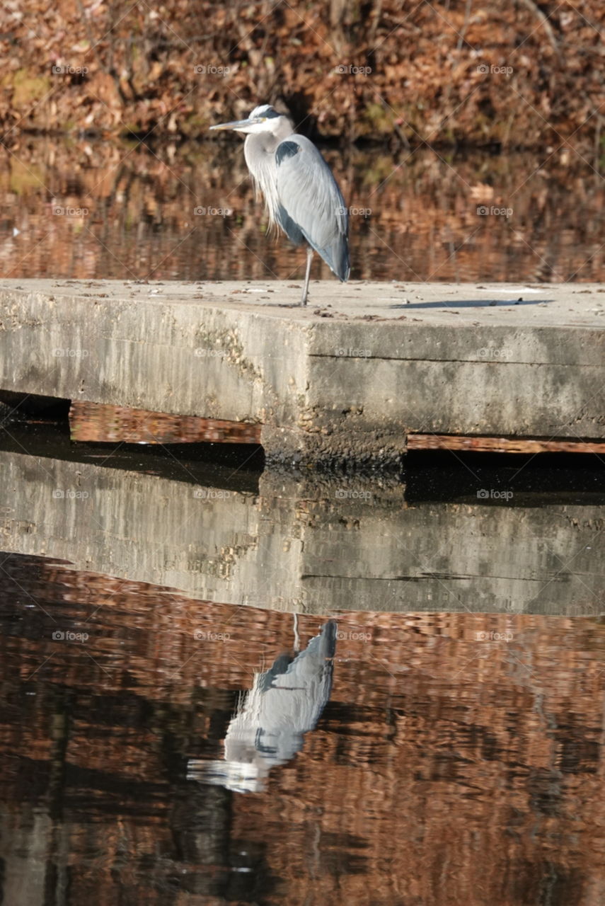 White heron on concrete platform on lake with his reflections in fall.