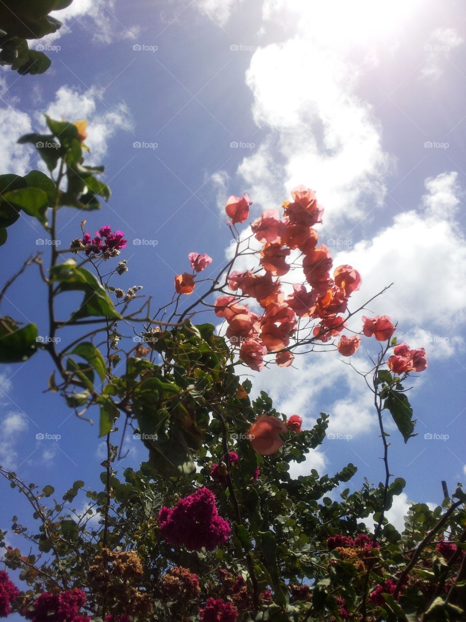 Signs of Spring in flowers