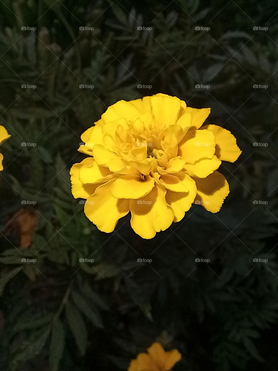 Single Marigold Flower.