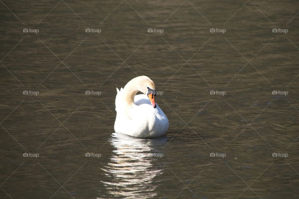 swans on the lake
