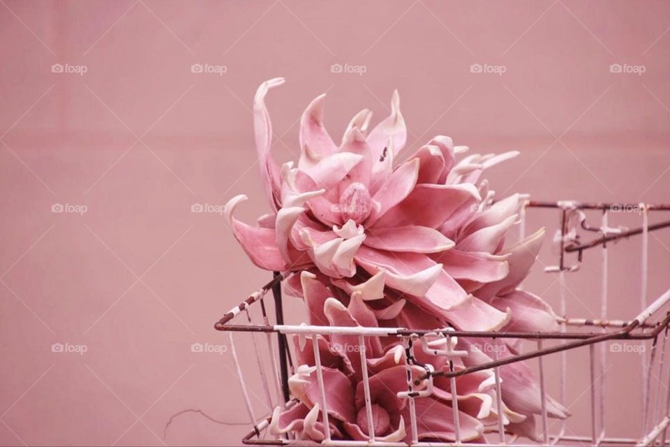 Pink flower in pink bicycle basket in front of pink wall