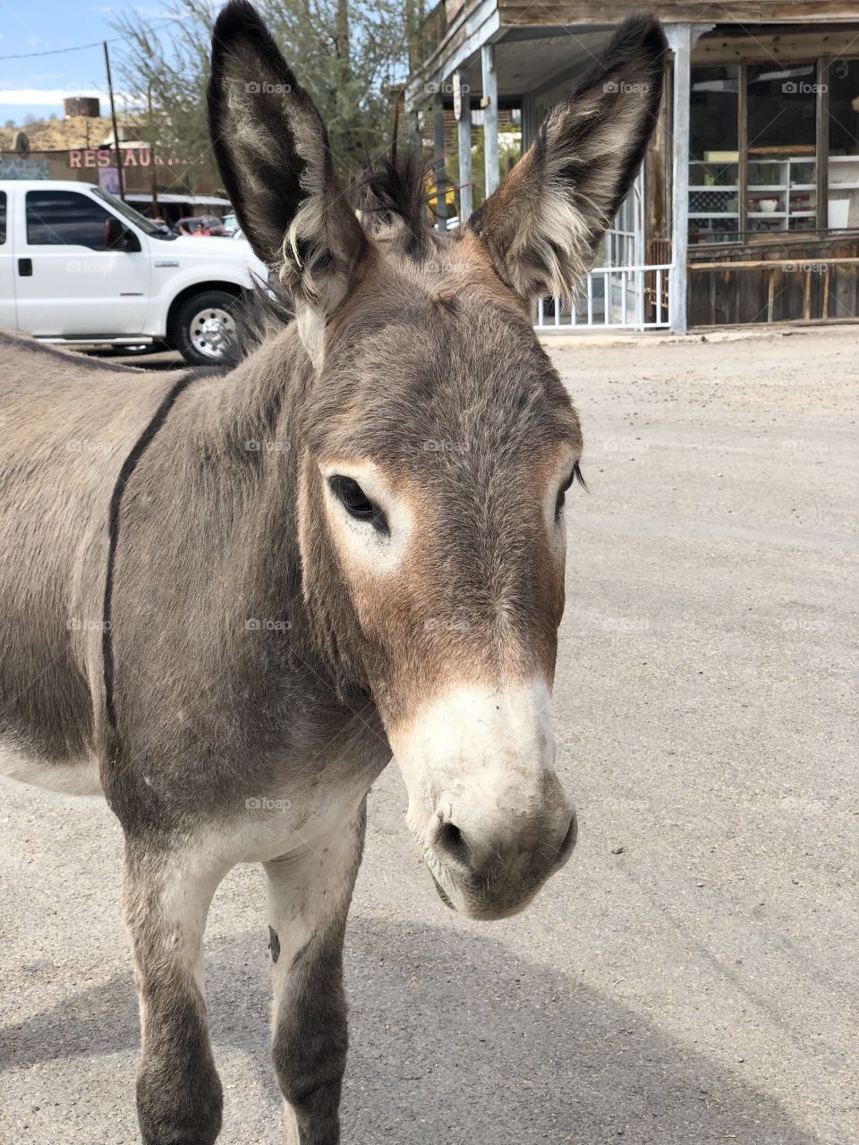 An Ass of Oatman