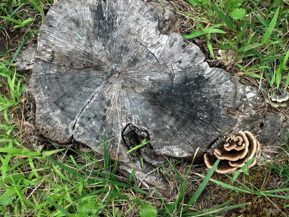 stump