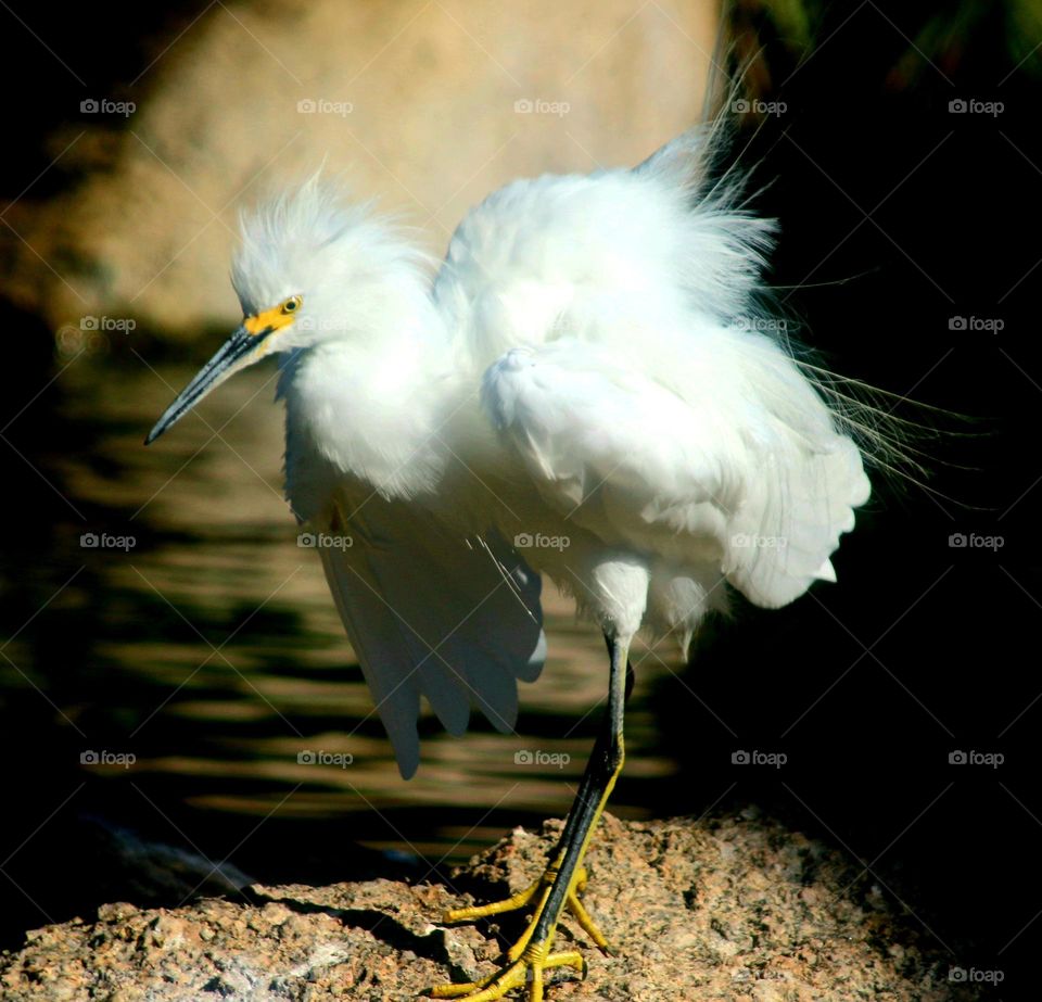 Snowy Egret After a Territory Dispute