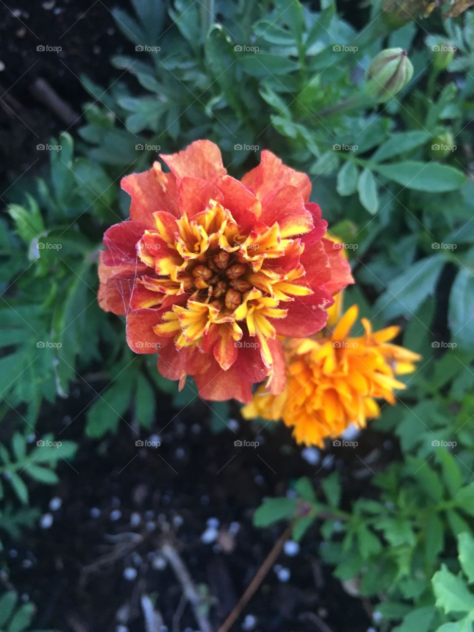 Marigold with small web