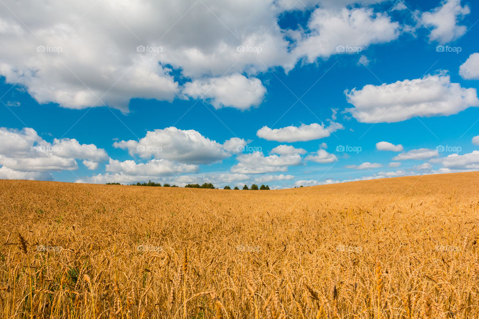 Wheat field