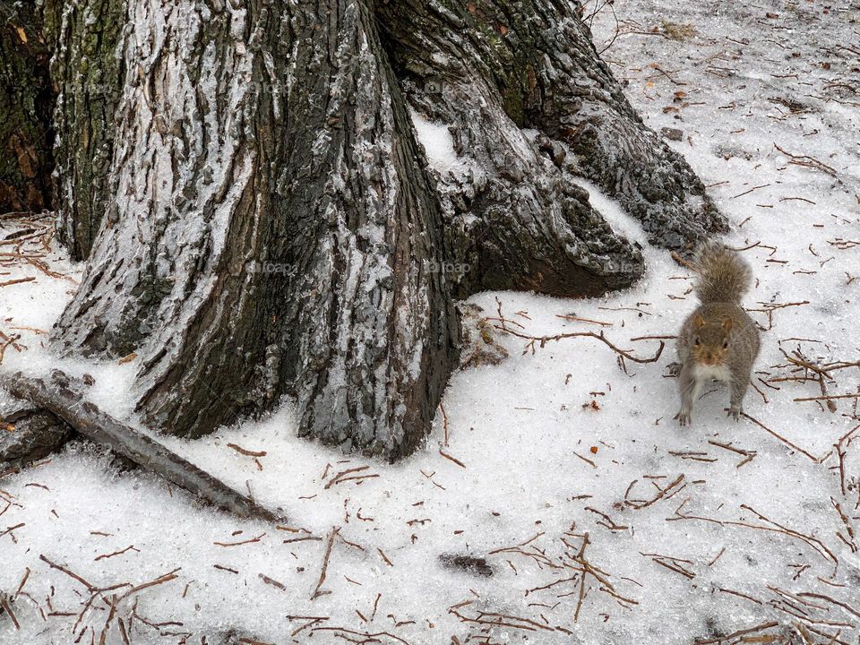 Squirrel on the icicles 