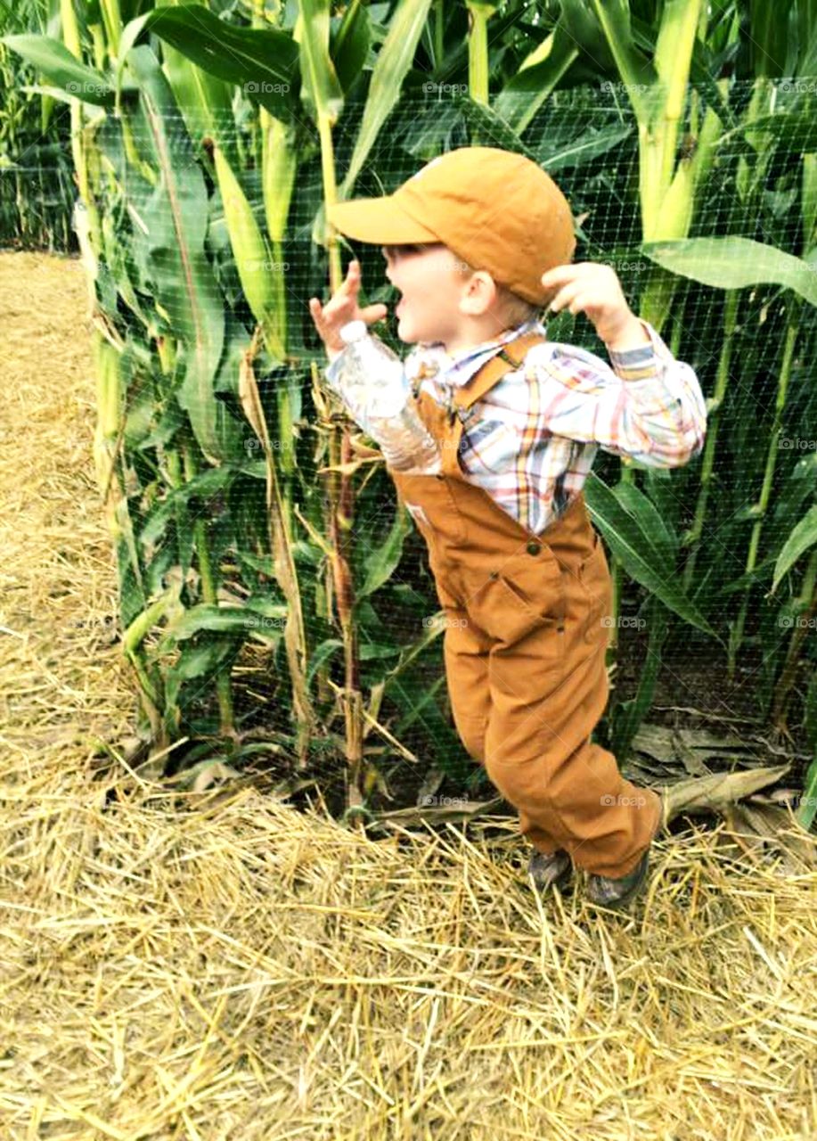 Little boy finds fun, getting lost in a corn maze.