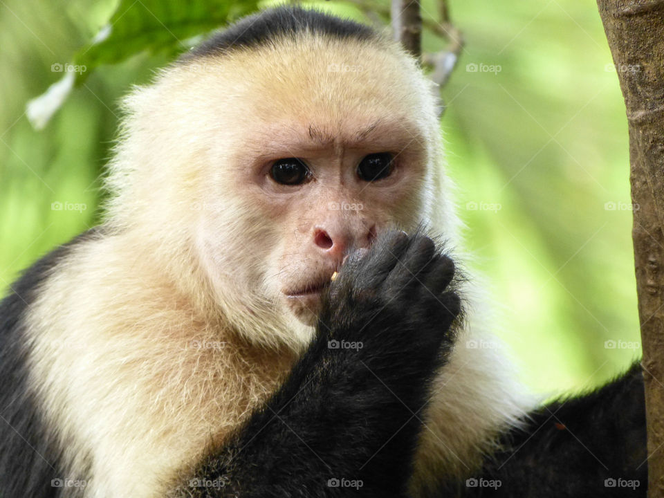Wild White-faced Monkey