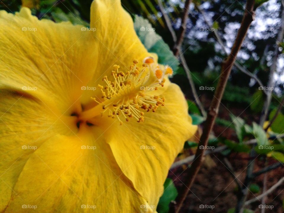 hibiscus flower