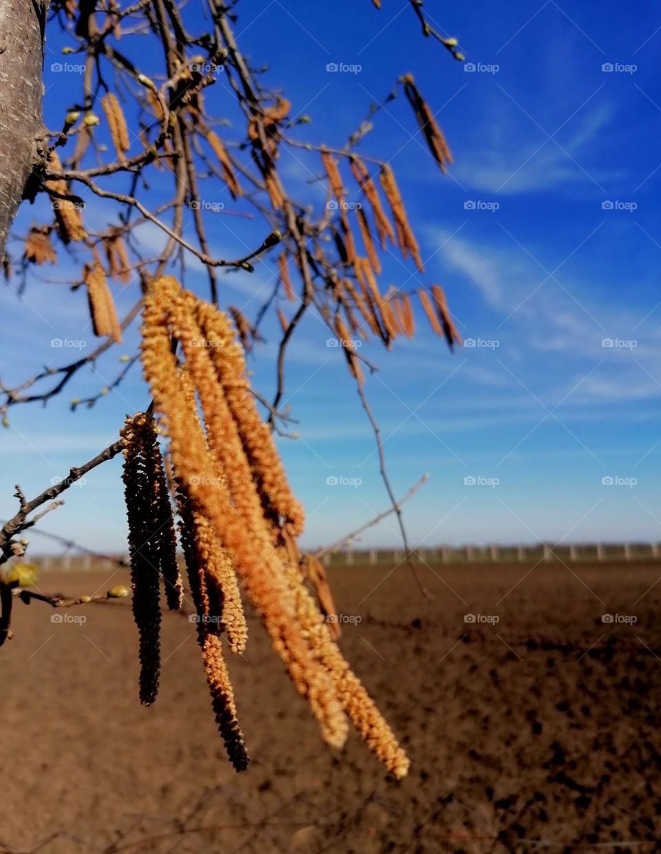 Hazelnut tree