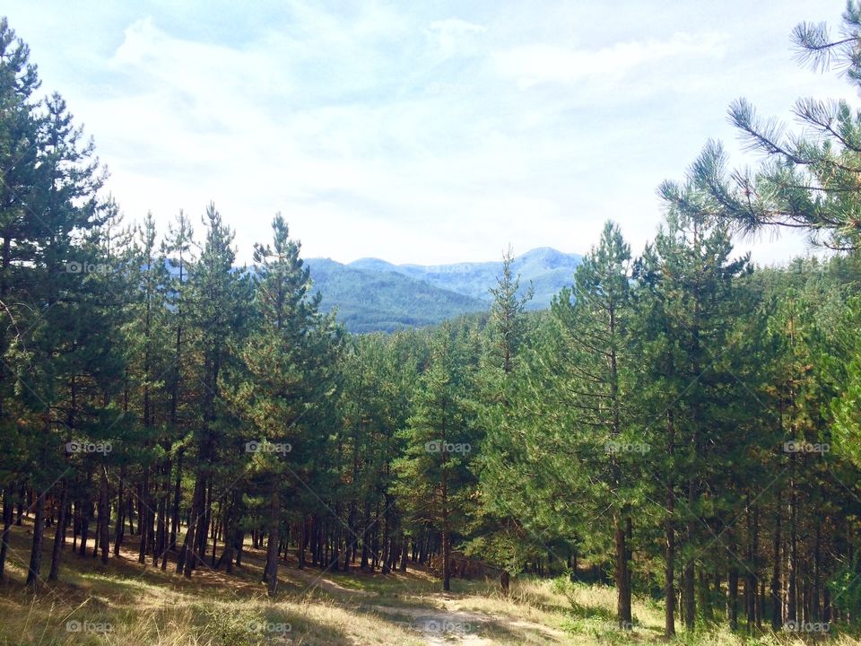 View of trees and mountains