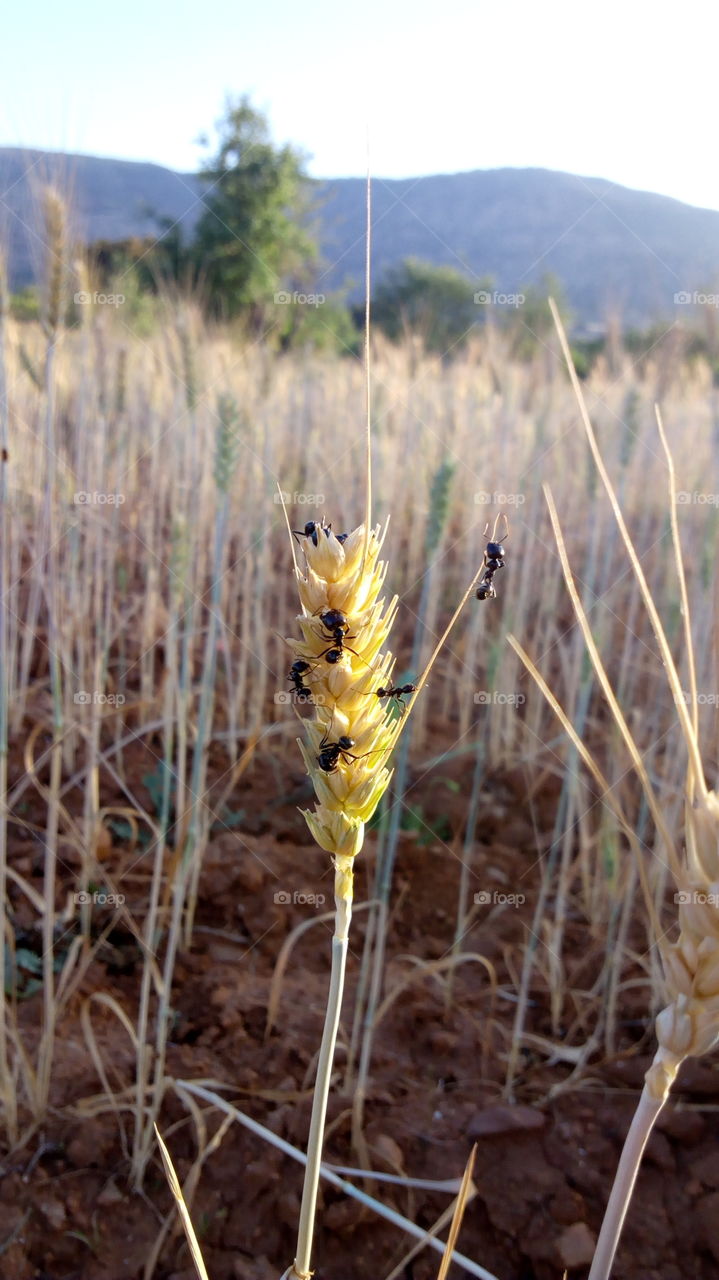 Close-up of black ant on plant