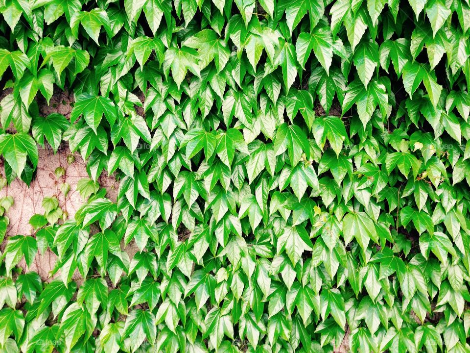 Green wall