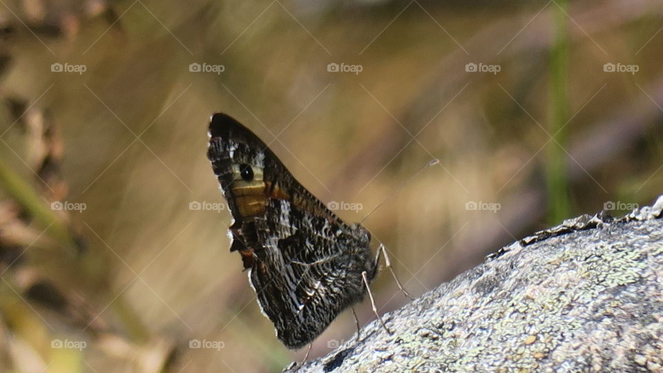 Butterfly in camouflage 
