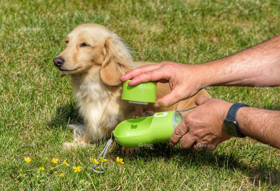 Remy the Dachshund gets a new food and water dispenser for his summer walks
