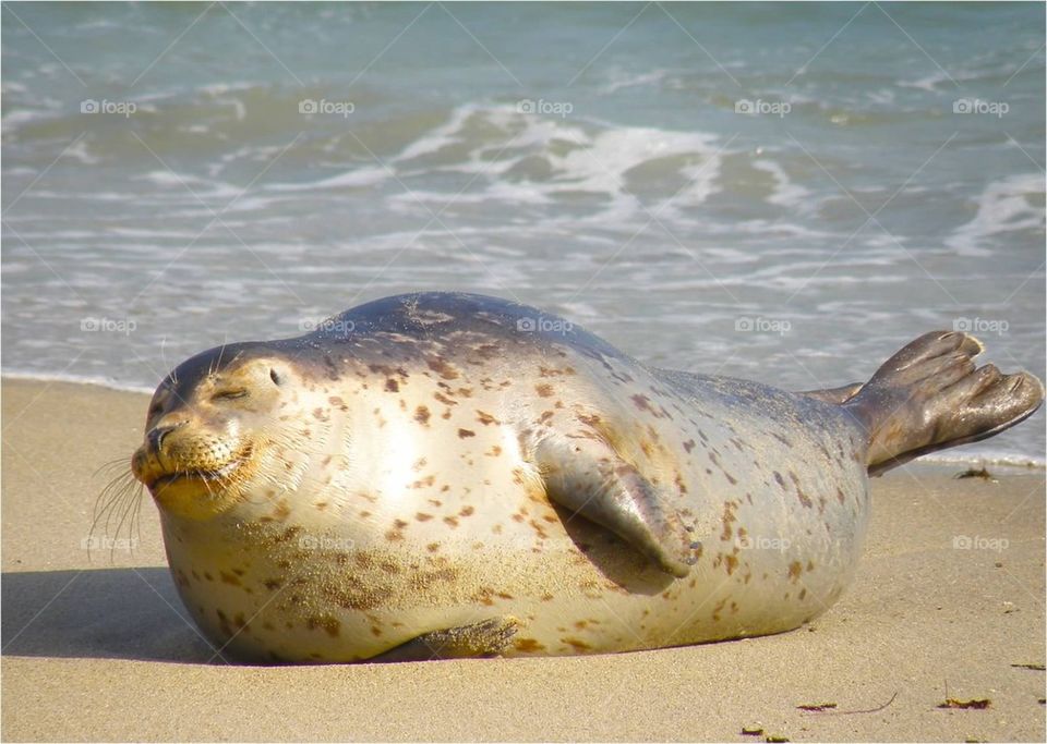 Beached seal