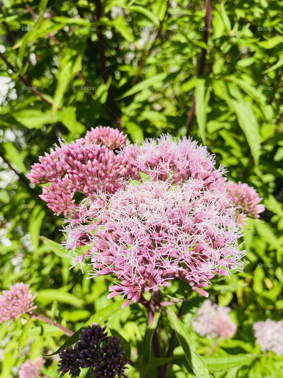 Pink flower