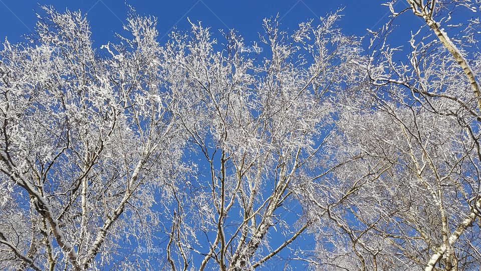 Birches trees with snow, clear blue sky - björkar träd snö, klarblå himmel 
