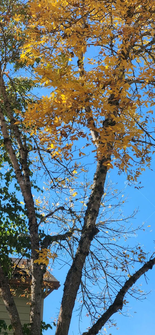 tall trees with bright yellow orange leaves against a blue sky on a brisk Autumn afternoon in Oregon