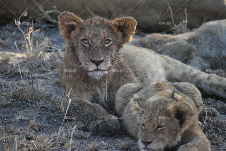 Lion cubs - Manyeleti Game Reserve, South Africa