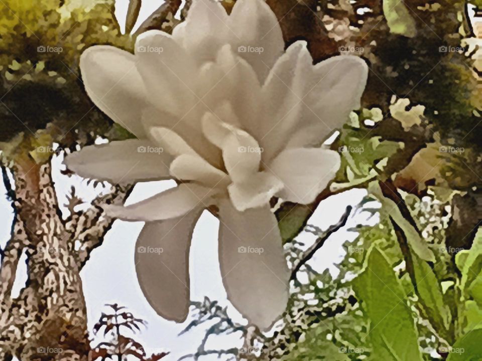 A close-up of a beautiful white blossom, on a tall tree with hazy, cloudy skies in the background.