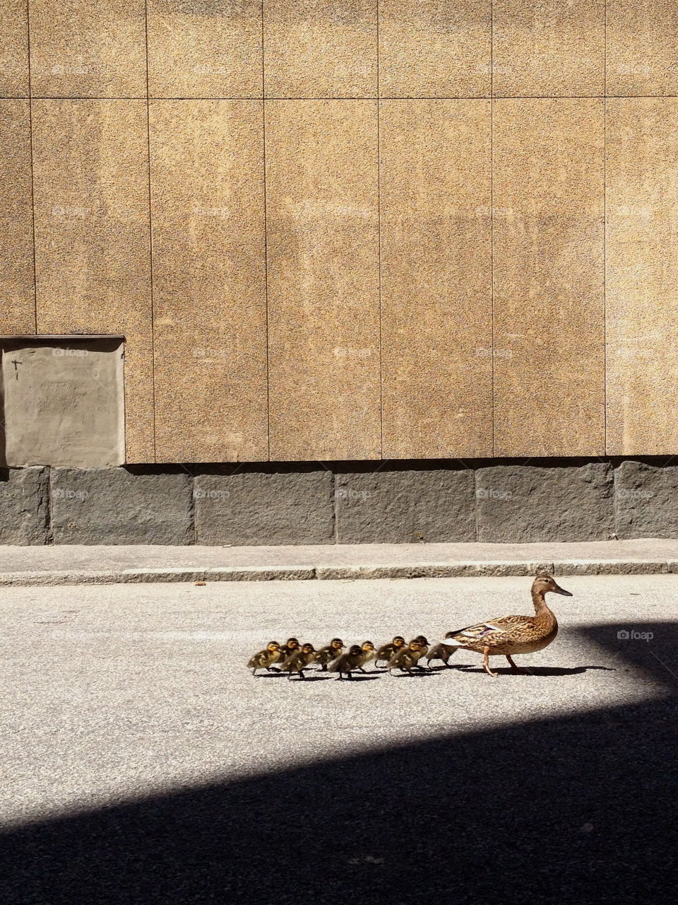 Duck family for a walk in the city