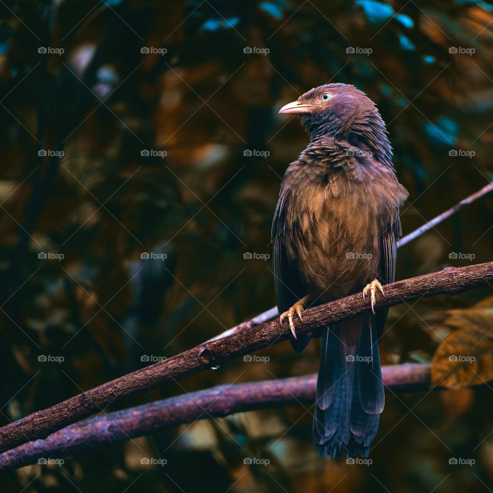 Bird photography - Yellow babbler - Fall season