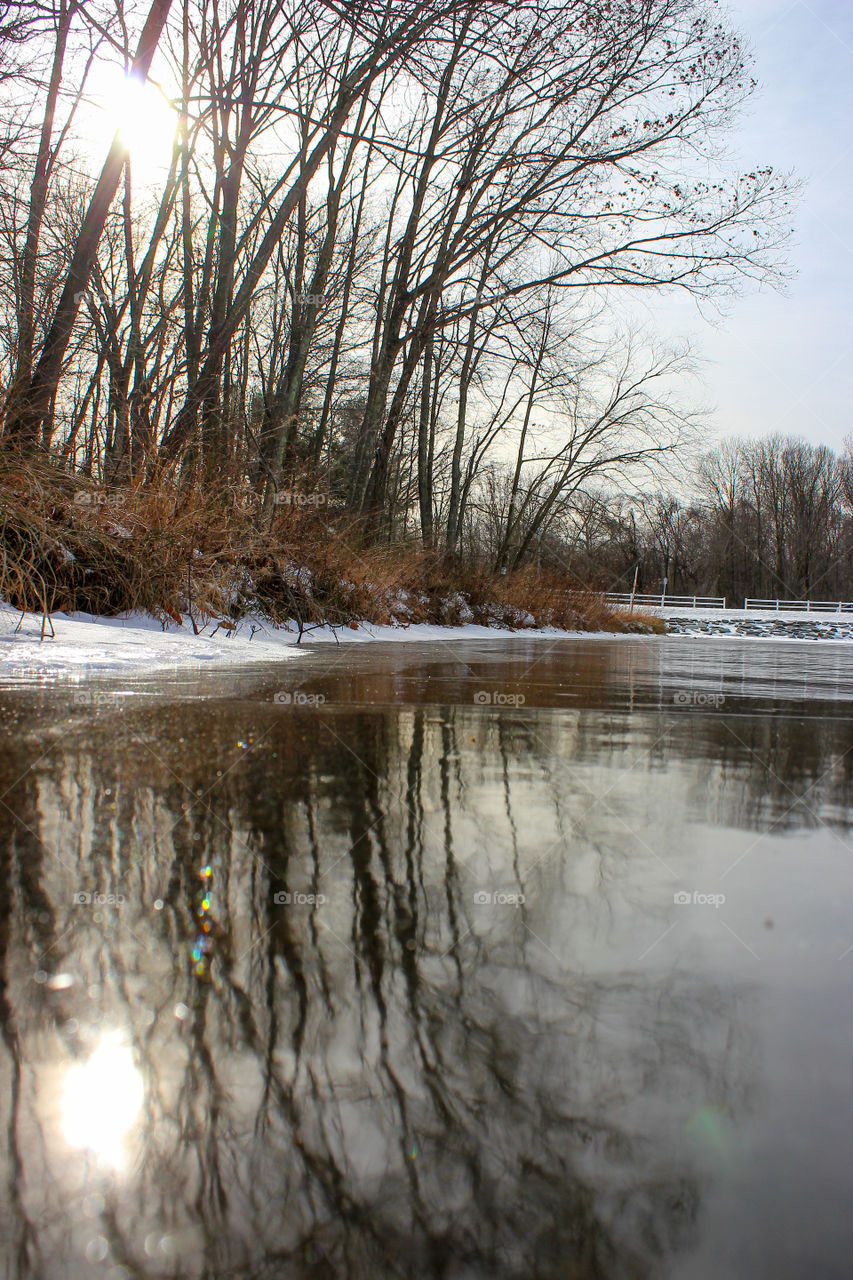 Trees Reflecting on the Ice of a Frozen Pond