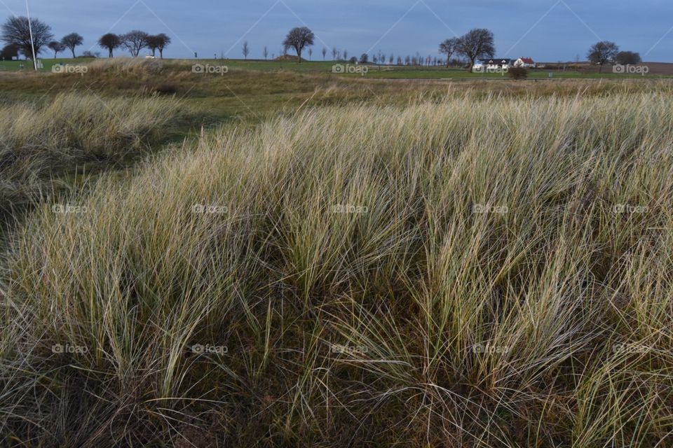 Landscape, Field, No Person, Nature, Grass