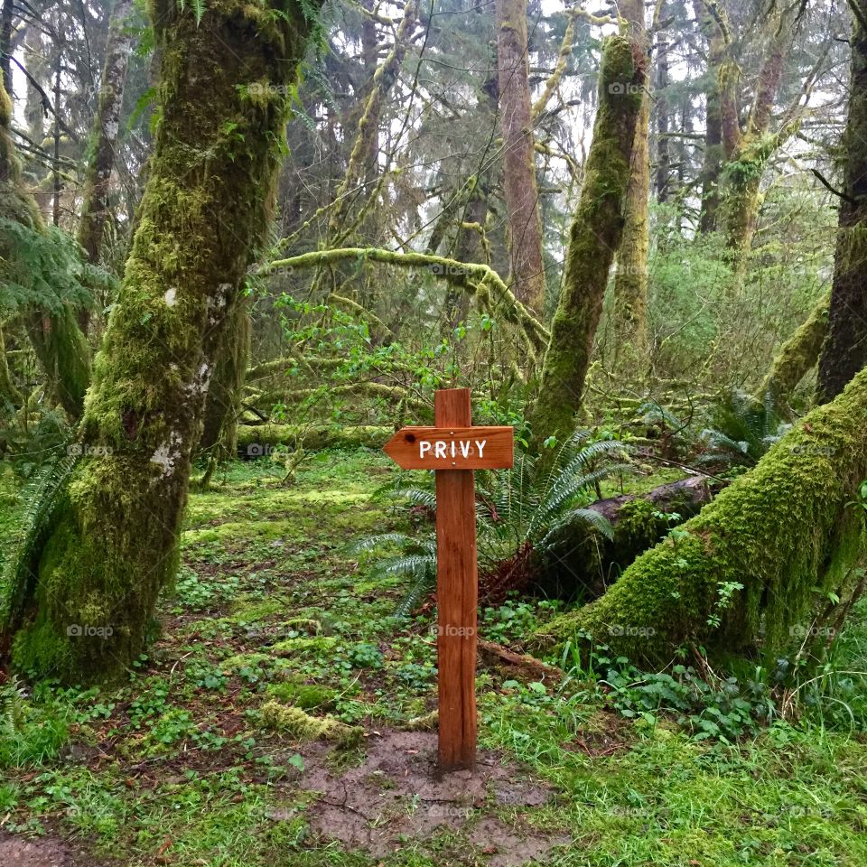 Privy in the woods 