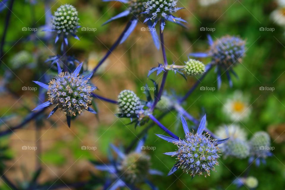 Unique Flower