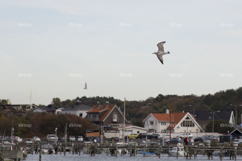 Bird flying over seascape
