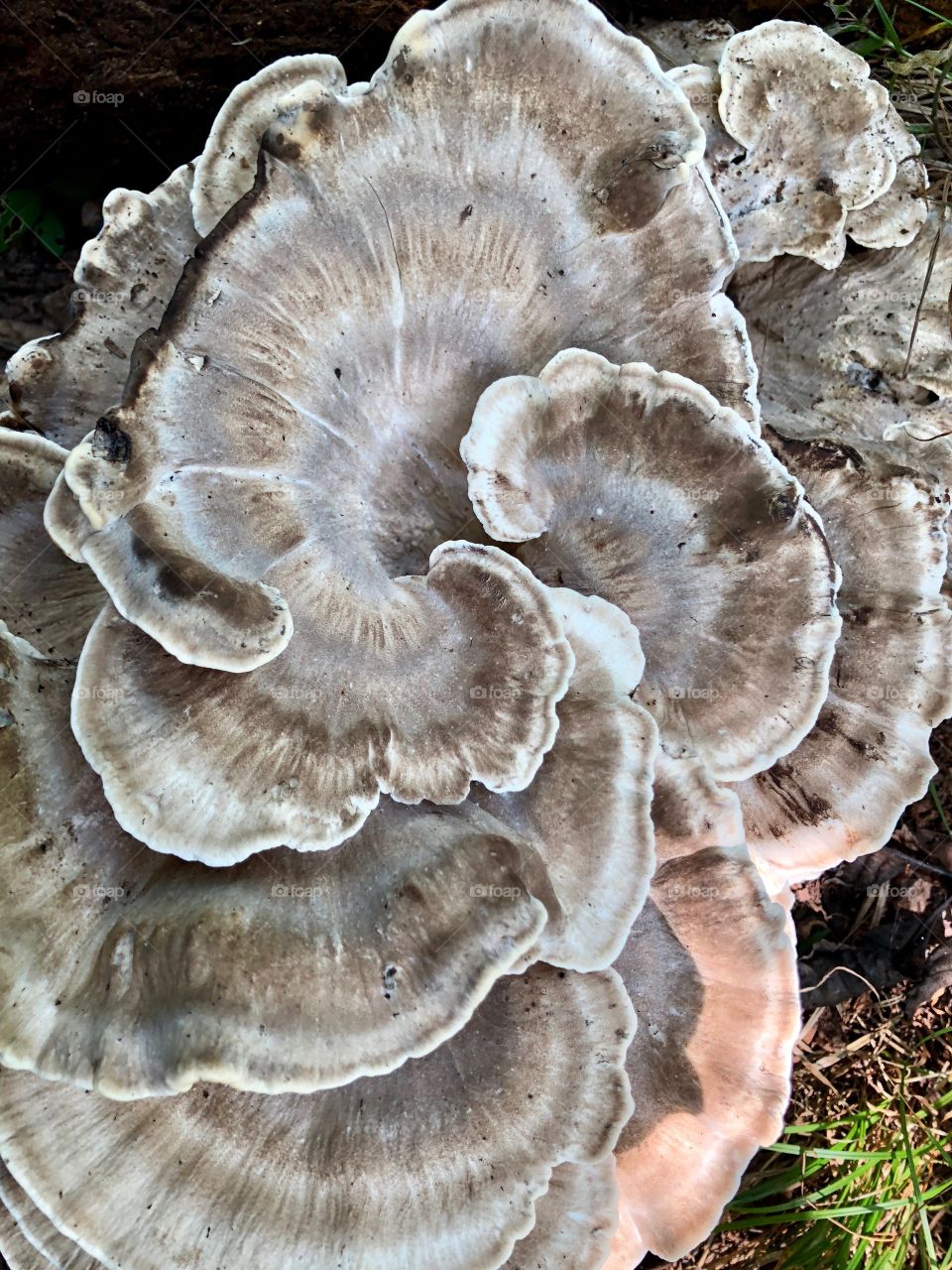 Black staining polypore