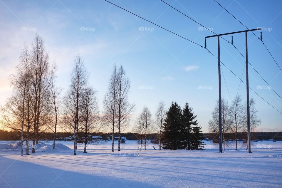 Winter, Snow, Tree, Landscape, Cold