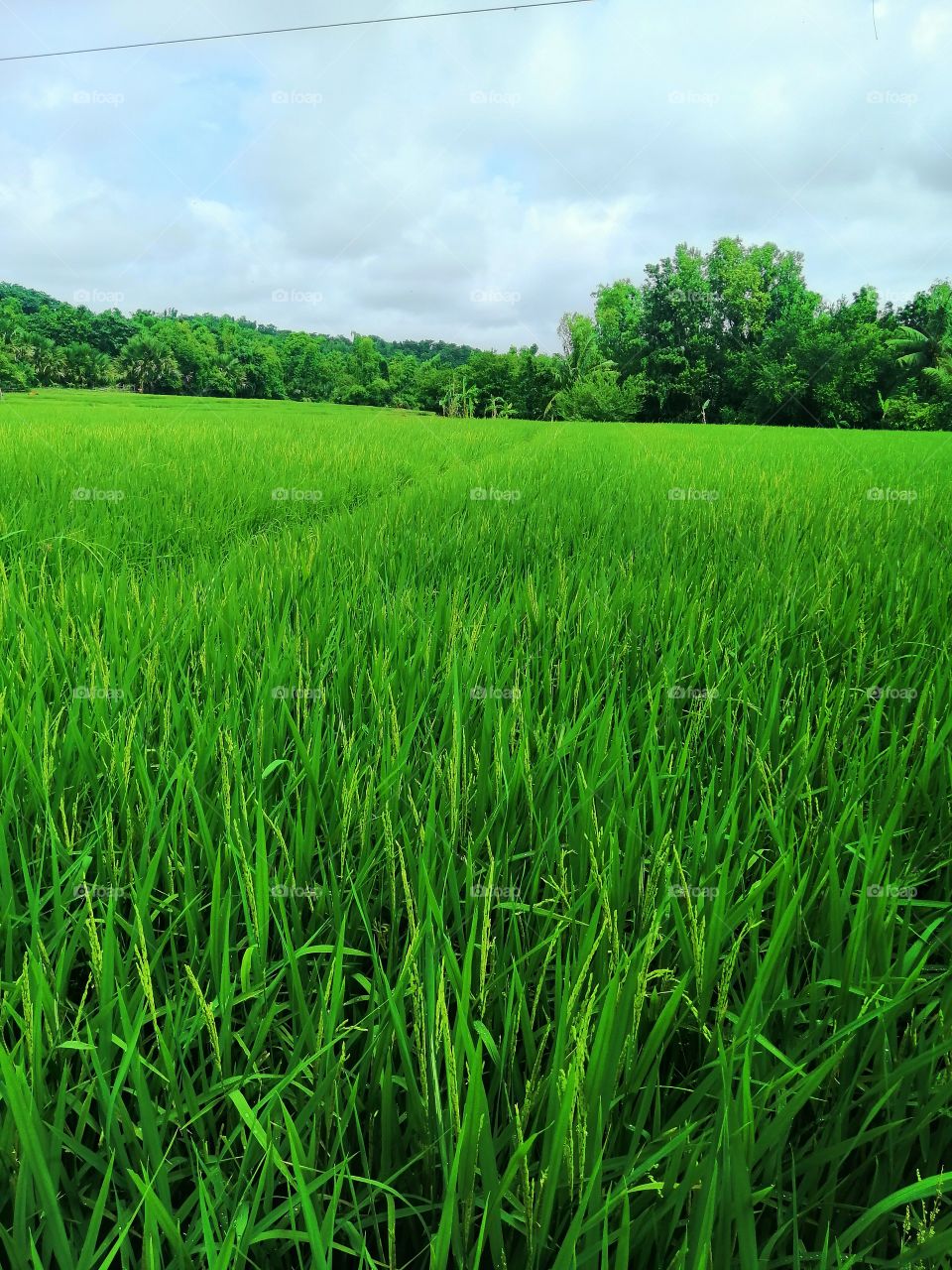 Green grass of Home...