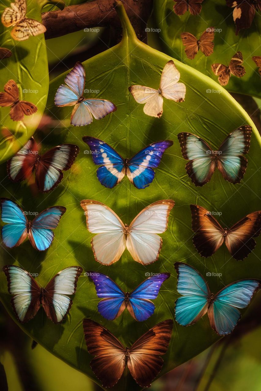 Butterflies on a leaf