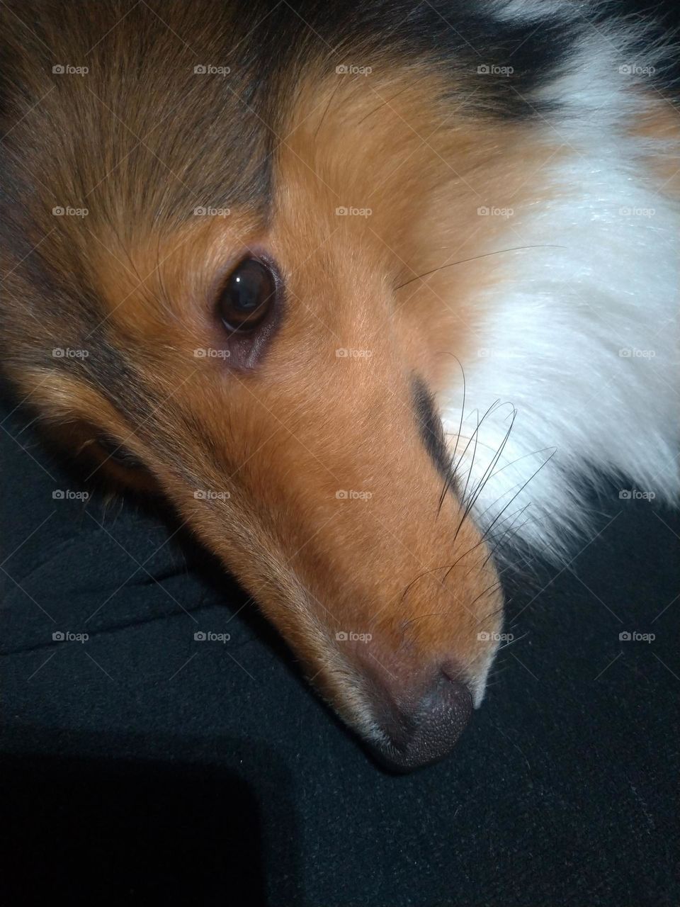 ZION PASTOR DE SHETLEND