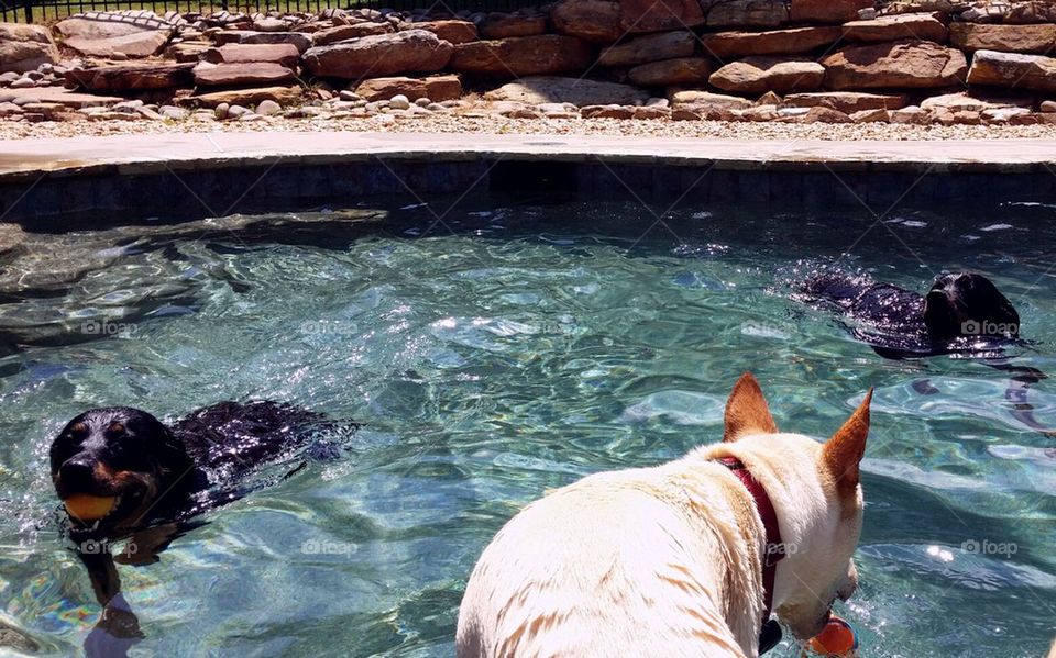 Dogs swim time