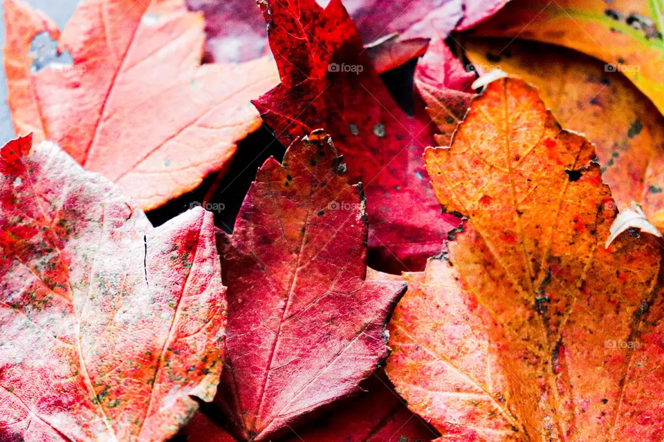 fall leaves