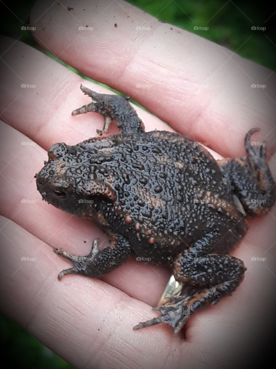 Kröte - Toad