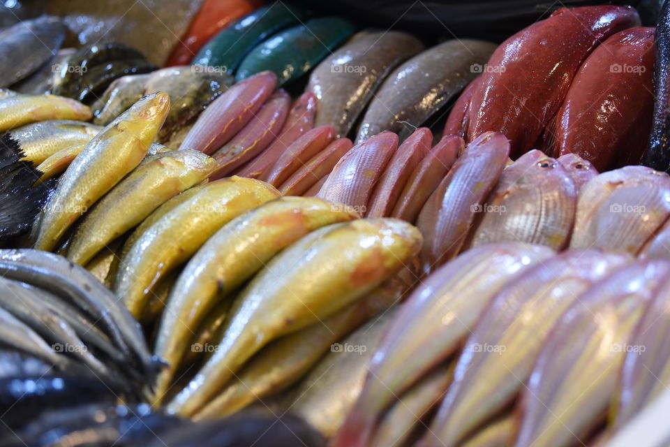 food, fresh sea fruit, close, market, colors, seafood fresh fish