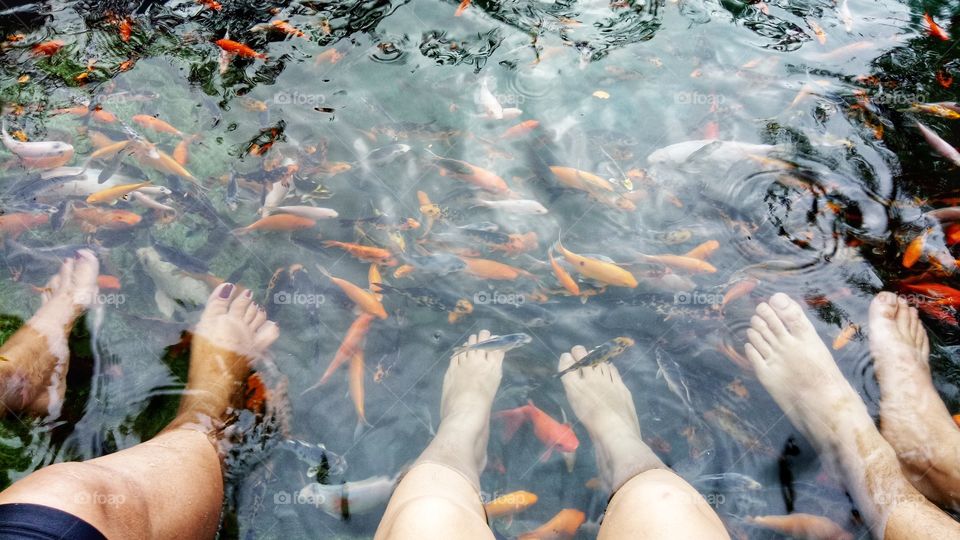 Fish spa pedicure with different colored carp fishes.