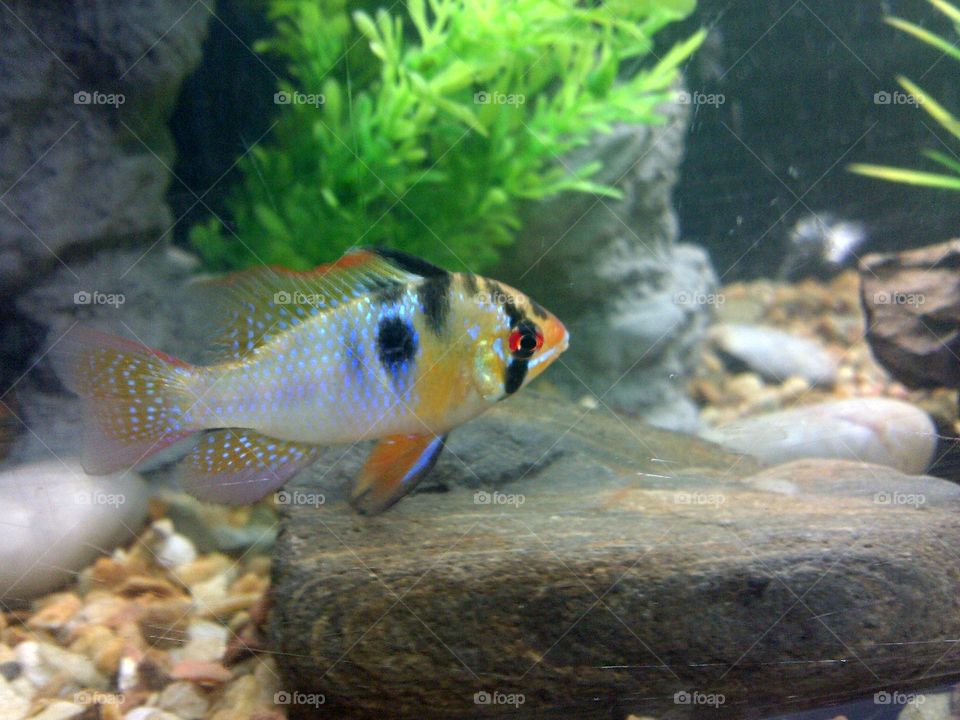 Blue ram. This guy is boss in our aquarium