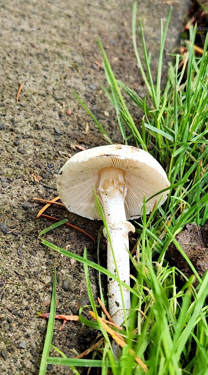 close up view under the cap of a fallen white mushroom in the grass by an Oregon park pathway on an Autumn afternoon