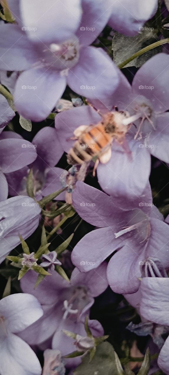 Bee and bumblebee foraging
