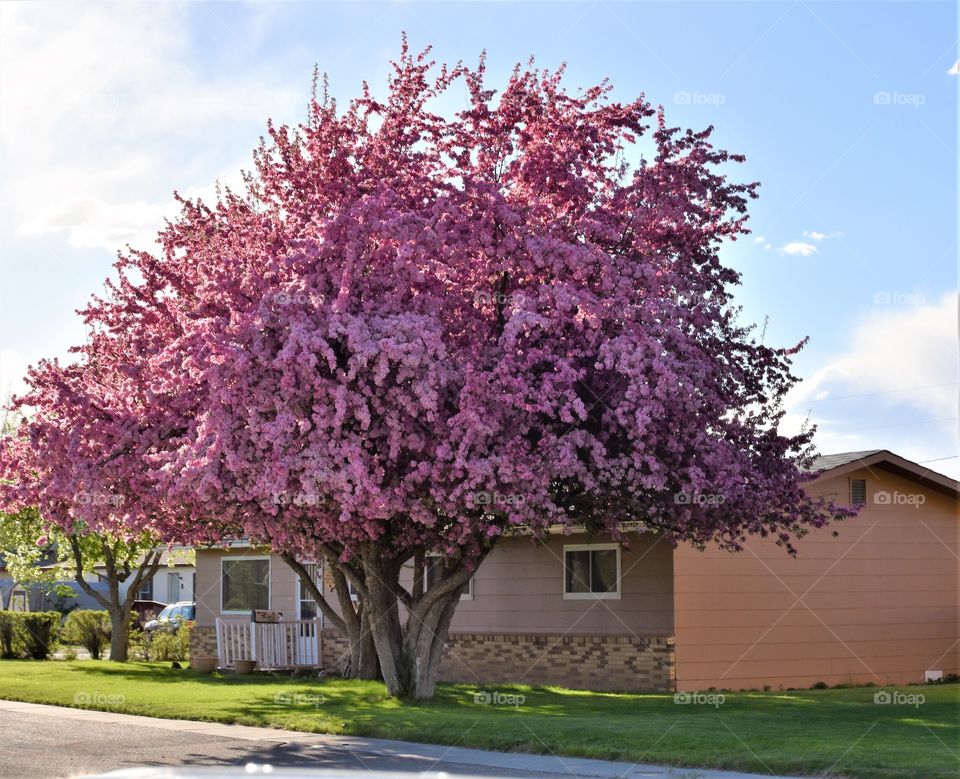 Spring Has Sprung in Saratoga!