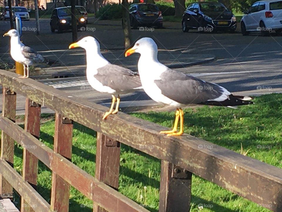 Seagull in the wild the Netherlands 