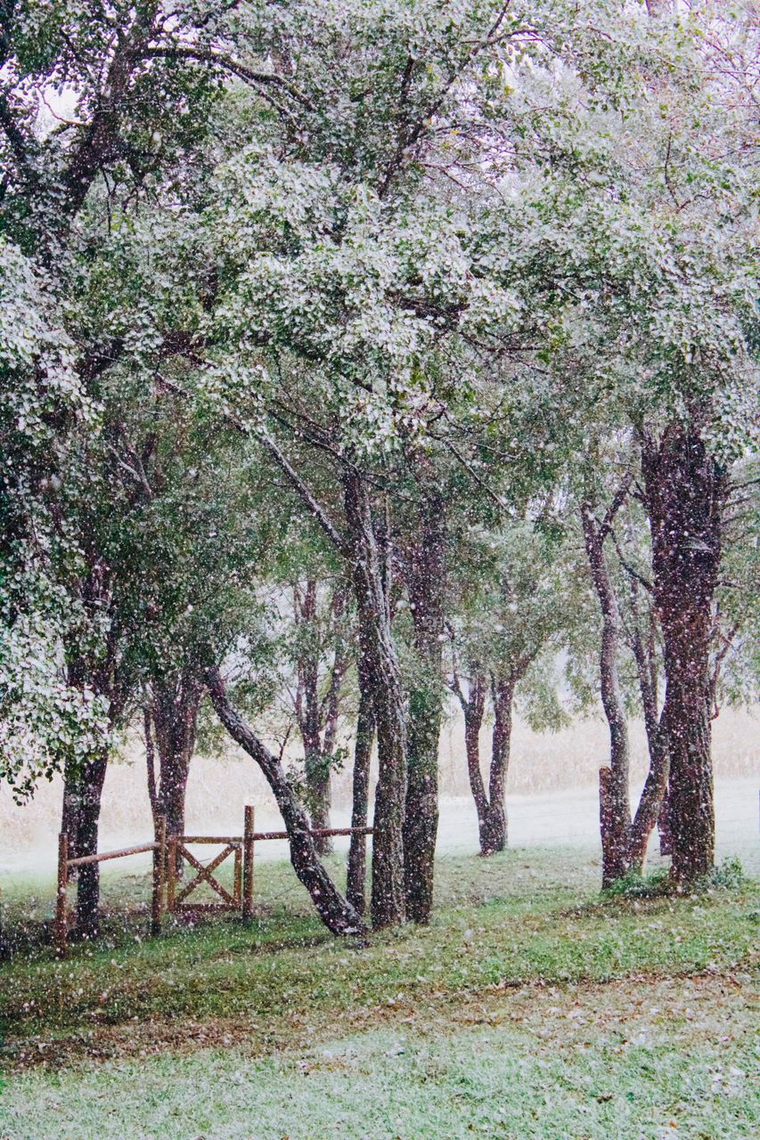 The season’s first snow against a backdrop of large, leafy trees in a rural setting, a wooden gate to a pasture and blurred cornfield in the background